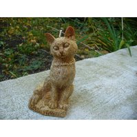 Kočka hnědá / lemongrass, borovice, kosodřevina