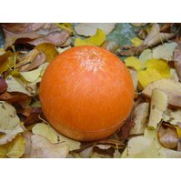 Koule oranžová / pomeranč, mandarinka